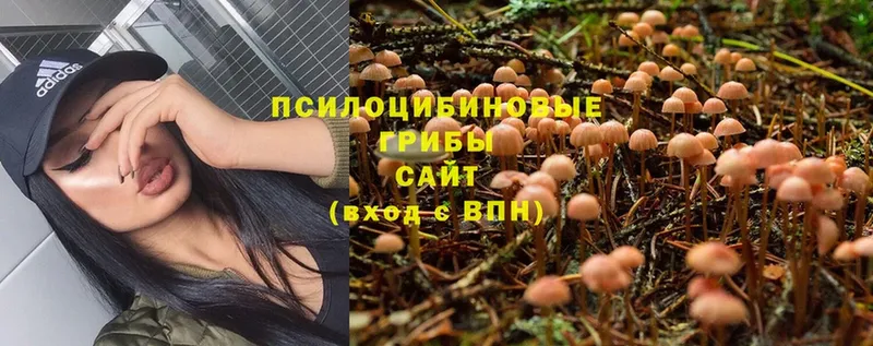 Псилоцибиновые грибы Cubensis  Гвардейск 